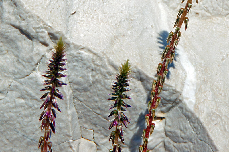 Achyranthes sicula / Achirante siciliana